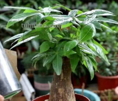 养发财树总黄叶？原来问题出在这4点！改完立马绿油油！ - 图画吧TUHUABA