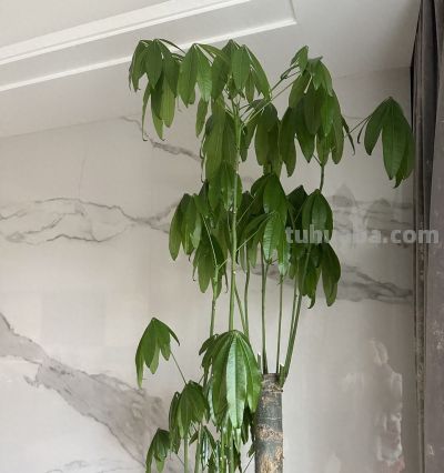 江苏一男子，因“发财树新叶下垂”求助，花匠：用4点能解决！ - 今日头条