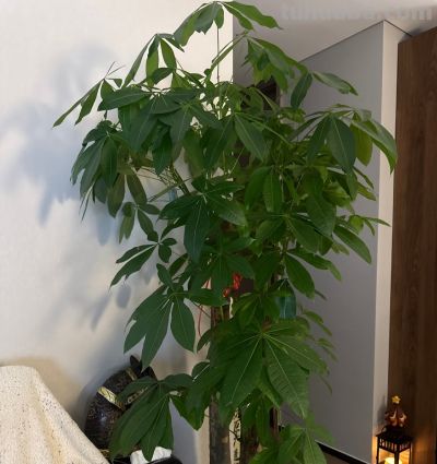 江苏一男子，因“发财树新叶下垂”求助，花匠：用4点能解决！ - 图画吧TUHUABA