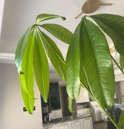 江苏一男子，因“发财树新叶下垂”求助，花匠：用4点能解决！ - 图画吧TUHUABA