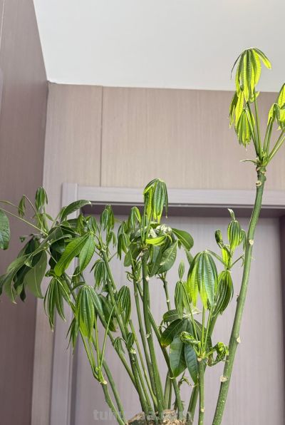 江苏一男子，因“发财树新叶下垂”求助，花匠：用4点能解决！ - 图画吧TUHUABA