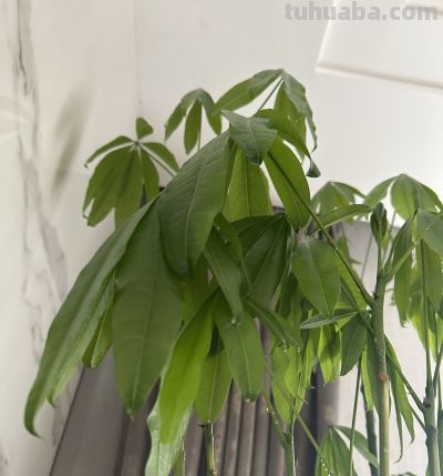 江苏一男子，因“发财树新叶下垂”求助，花匠：用4点能解决！ - 图画吧TUHUABA