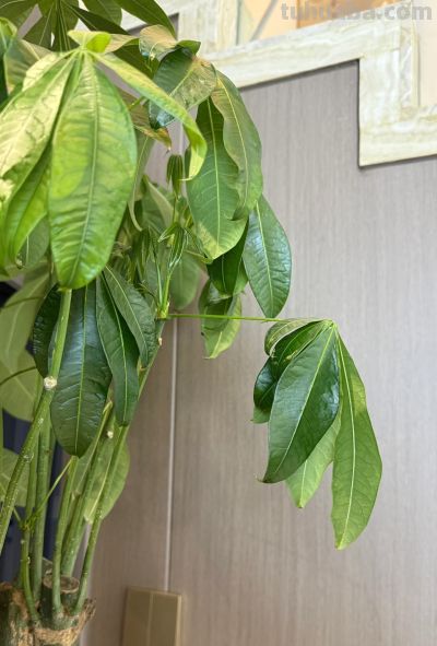 江苏一男子，因“发财树新叶下垂”求助，花匠：用4点能解决！ - 图画吧TUHUABA