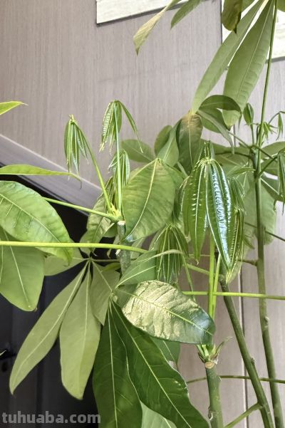 江苏一男子，因“发财树新叶下垂”求助，花匠：用4点能解决！ - 图画吧TUHUABA