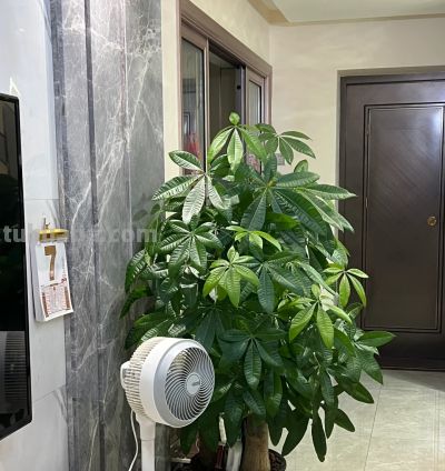 江苏一男子，因“发财树新叶下垂”求助，花匠：用4点能解决！ - 图画吧TUHUABA