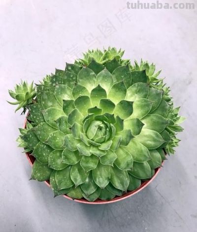 我家这几盆花太给面了天一转暖全爆盆蟹爪兰发财树多肉好养还旺家 - 图画吧TUHUABA