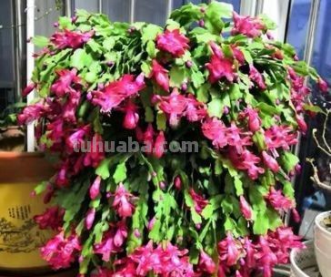 我家这几盆花太给面了天一转暖全爆盆蟹爪兰发财树多肉好养还旺家 - 今日头条