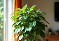 我家这几盆花太给面了天一转暖全爆盆蟹爪兰发财树多肉好养还旺家 - 图画吧TUHUABA