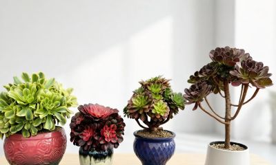 可爱治愈系，多肉植物 - 图画吧TUHUABA