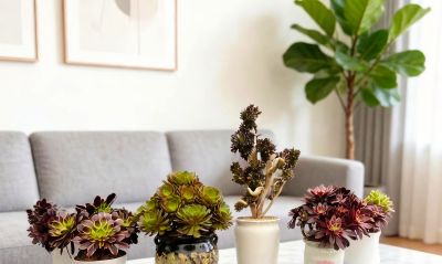 可爱治愈系，多肉植物 - 图画吧TUHUABA