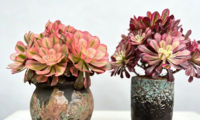 可爱治愈系，多肉植物 - 图画吧TUHUABA