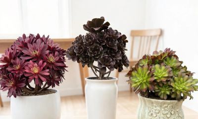 可爱治愈系，多肉植物 - 图画吧TUHUABA