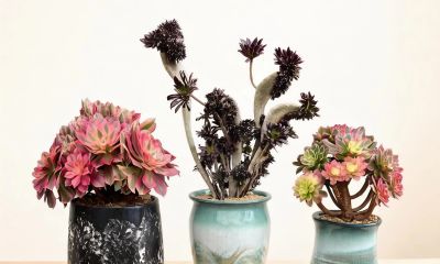 可爱治愈系，多肉植物 - 图画吧TUHUABA