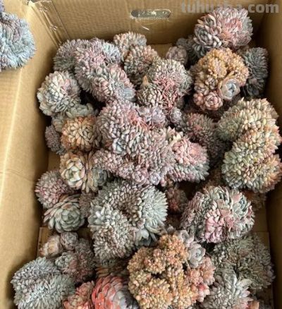 刚刚开始养多肉，控制不住，买个不停，年底最后的一箱！ - 图画吧TUHUABA