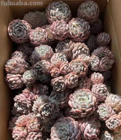 刚刚开始养多肉，控制不住，买个不停，年底最后的一箱！ - 今日头条