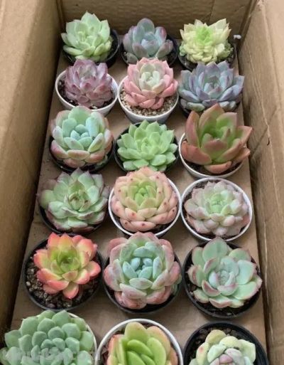 刚刚开始养多肉，控制不住，买个不停，年底最后的一箱！ - 图画吧TUHUABA