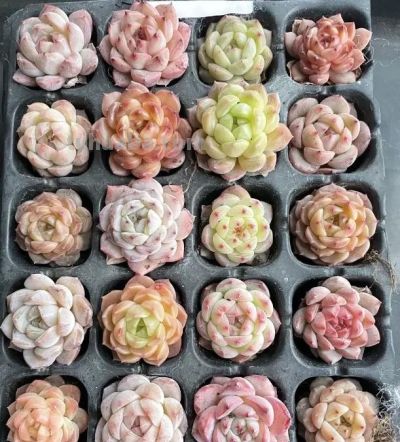 刚刚开始养多肉，控制不住，买个不停，年底最后的一箱！ - 图画吧TUHUABA