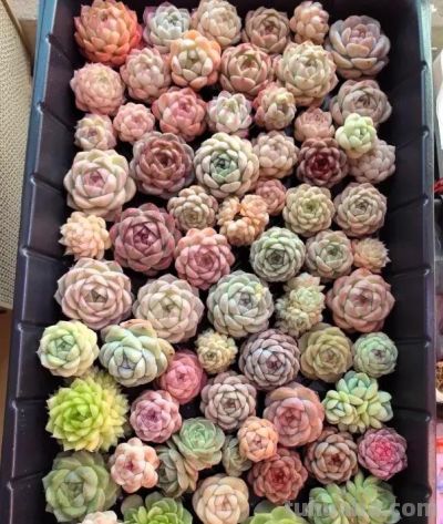 刚刚开始养多肉，控制不住，买个不停，年底最后的一箱！ - 图画吧TUHUABA