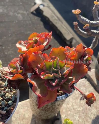 楼顶的多肉慢慢美起来了，这是它们的好时光，也是养肉人的好时光 - 图画吧TUHUABA