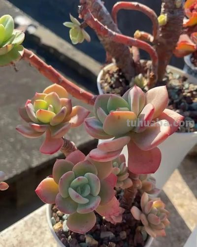 楼顶的多肉慢慢美起来了，这是它们的好时光，也是养肉人的好时光 - 图画吧TUHUABA