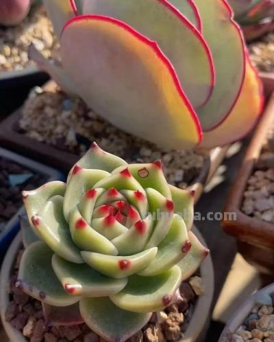 楼顶的多肉慢慢美起来了，这是它们的好时光，也是养肉人的好时光 - 图画吧TUHUABA