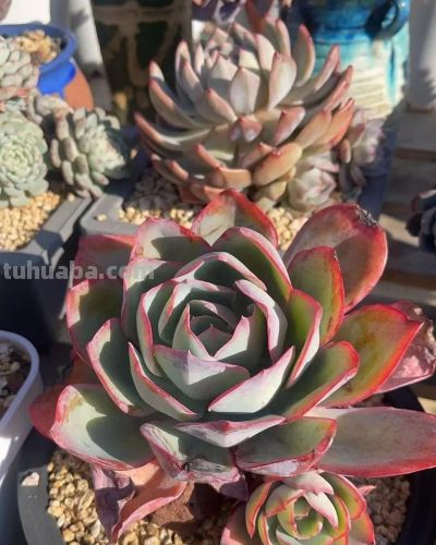 楼顶的多肉慢慢美起来了，这是它们的好时光，也是养肉人的好时光 - 图画吧TUHUABA