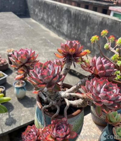 楼顶的多肉慢慢美起来了，这是它们的好时光，也是养肉人的好时光 - 图画吧TUHUABA