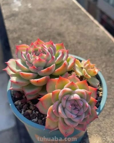 楼顶的多肉慢慢美起来了，这是它们的好时光，也是养肉人的好时光 - 图画吧TUHUABA