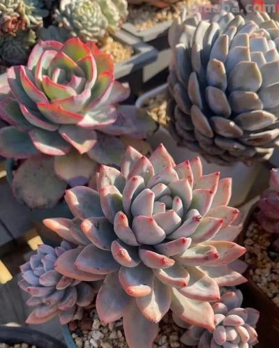 楼顶的多肉慢慢美起来了，这是它们的好时光，也是养肉人的好时光 - 图画吧TUHUABA