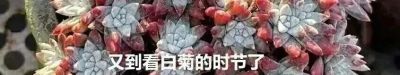 楼顶的多肉慢慢美起来了，这是它们的好时光，也是养肉人的好时光 - 图画吧TUHUABA