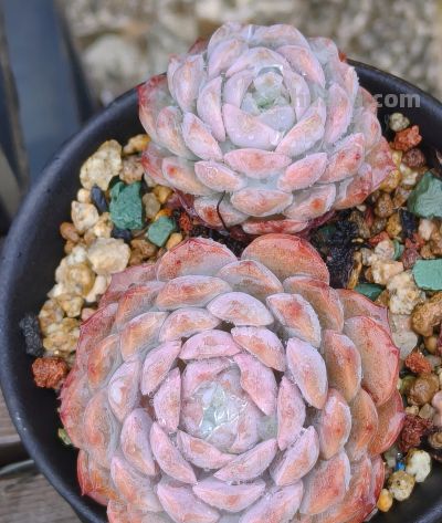 同一多肉品种同样的养护方式，状态度各不相同，同中有异乐趣无穷 - 今日头条