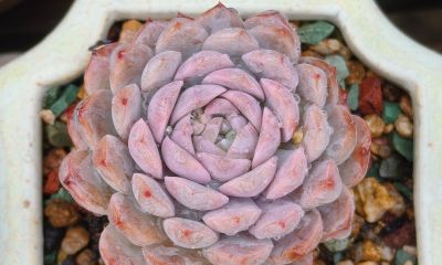 同一多肉品种同样的养护方式，状态度各不相同，同中有异乐趣无穷 - 图画吧TUHUABA