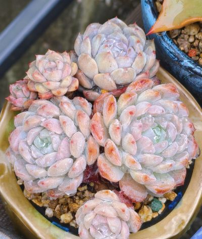 同一多肉品种同样的养护方式，状态度各不相同，同中有异乐趣无穷 - 图画吧TUHUABA