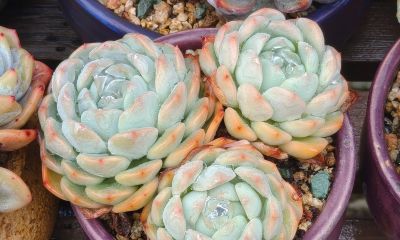 同一多肉品种同样的养护方式，状态度各不相同，同中有异乐趣无穷 - 图画吧TUHUABA