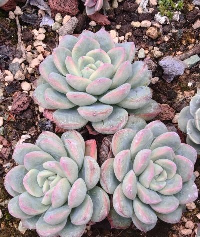 同一多肉品种同样的养护方式，状态度各不相同，同中有异乐趣无穷 - 图画吧TUHUABA