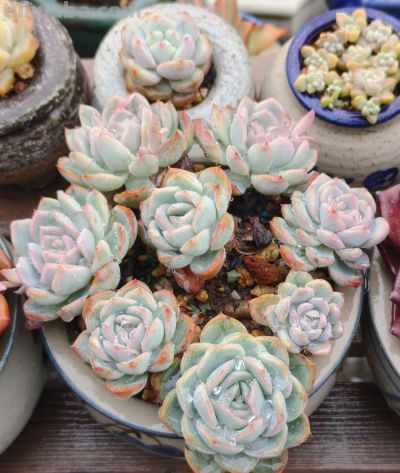 同一多肉品种同样的养护方式，状态度各不相同，同中有异乐趣无穷 - 图画吧TUHUABA