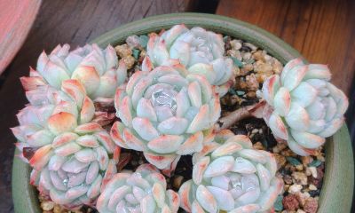 同一多肉品种同样的养护方式，状态度各不相同，同中有异乐趣无穷 - 图画吧TUHUABA