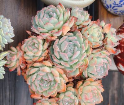 同一多肉品种同样的养护方式，状态度各不相同，同中有异乐趣无穷 - 图画吧TUHUABA