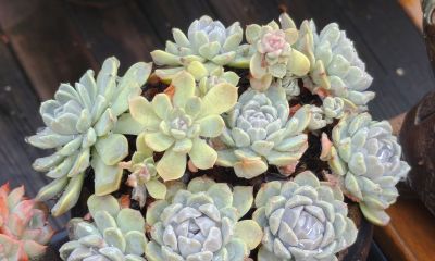 同一多肉品种同样的养护方式，状态度各不相同，同中有异乐趣无穷 - 图画吧TUHUABA