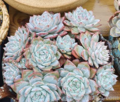 同一多肉品种同样的养护方式，状态度各不相同，同中有异乐趣无穷 - 图画吧TUHUABA