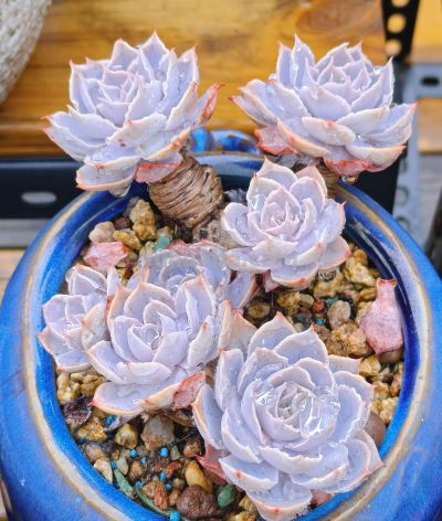 同一多肉品种同样的养护方式，状态度各不相同，同中有异乐趣无穷 - 图画吧TUHUABA