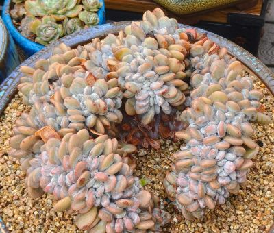 缀化类的多肉生长迅速，也意味着巨大的能量消耗和更高的养护风险 - 今日头条