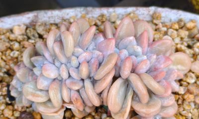 缀化类的多肉生长迅速，也意味着巨大的能量消耗和更高的养护风险 - 图画吧TUHUABA