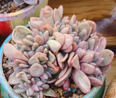 缀化类的多肉生长迅速，也意味着巨大的能量消耗和更高的养护风险 - 图画吧TUHUABA