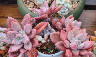 缀化类的多肉生长迅速，也意味着巨大的能量消耗和更高的养护风险 - 图画吧TUHUABA