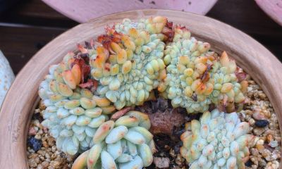 缀化类的多肉生长迅速，也意味着巨大的能量消耗和更高的养护风险 - 图画吧TUHUABA