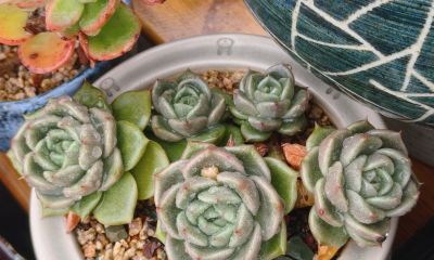 缀化类的多肉生长迅速，也意味着巨大的能量消耗和更高的养护风险 - 图画吧TUHUABA