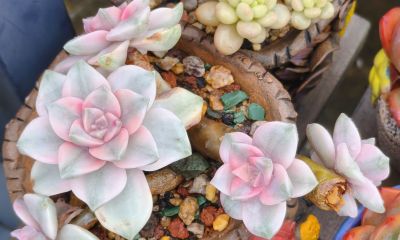 缀化类的多肉生长迅速，也意味着巨大的能量消耗和更高的养护风险 - 图画吧TUHUABA