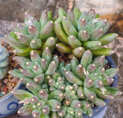 缀化类的多肉生长迅速，也意味着巨大的能量消耗和更高的养护风险 - 图画吧TUHUABA