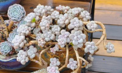 缀化类的多肉生长迅速，也意味着巨大的能量消耗和更高的养护风险 - 图画吧TUHUABA